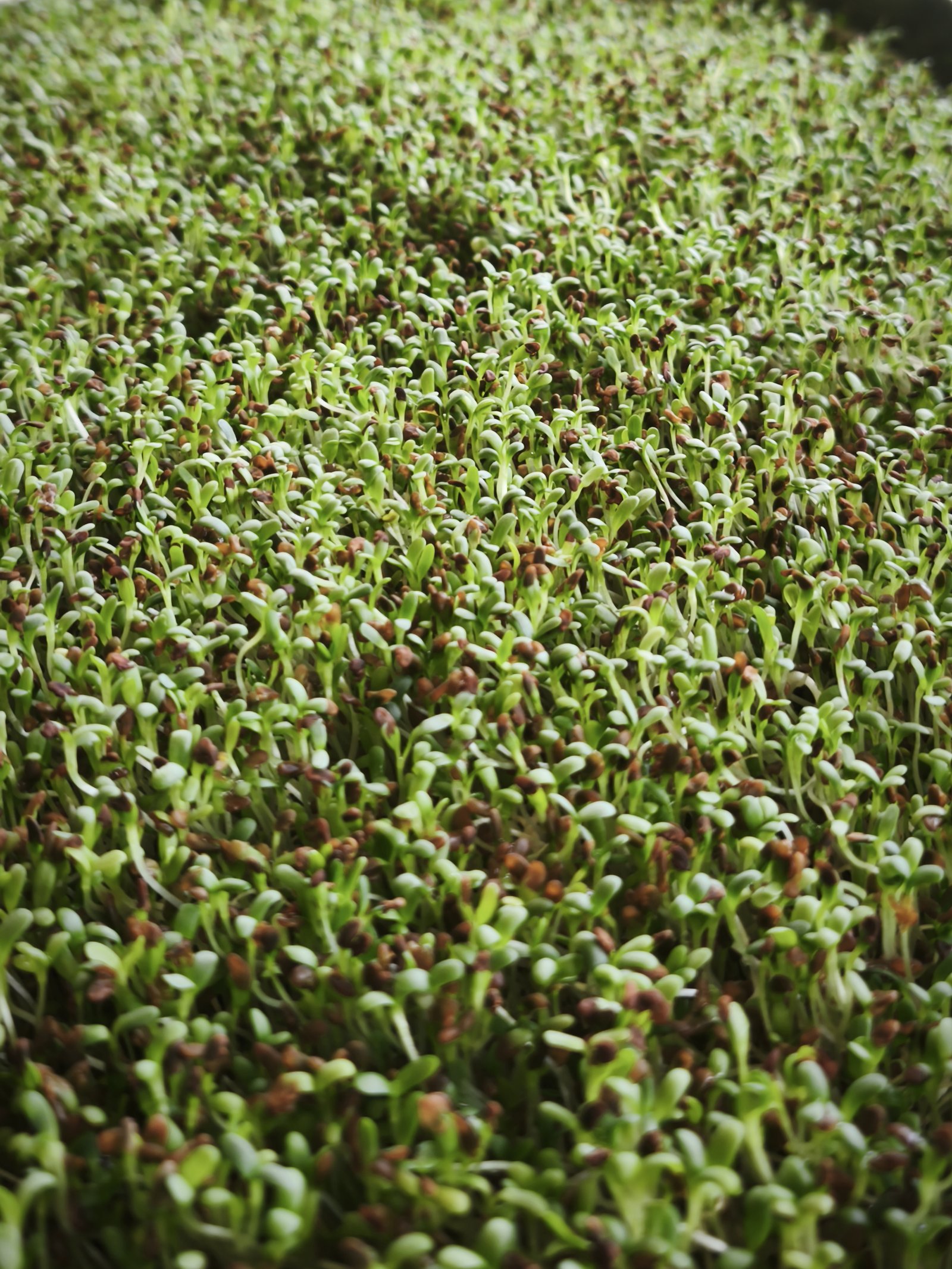 Graines germées de luzerne Fenua Green
